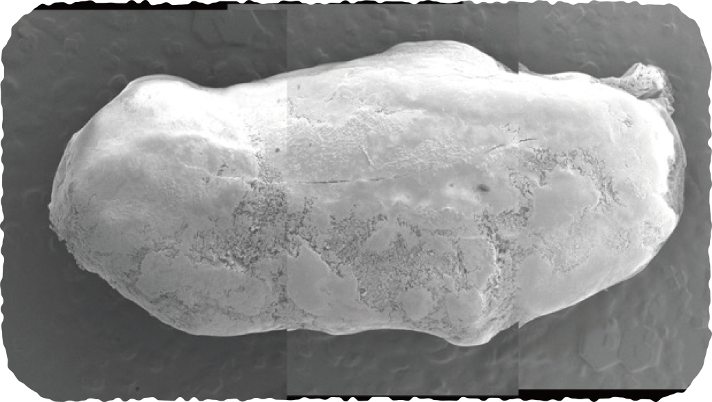 炊飯した米を電子顕微鏡で見た時の様子